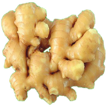 ginger roots -types of plants