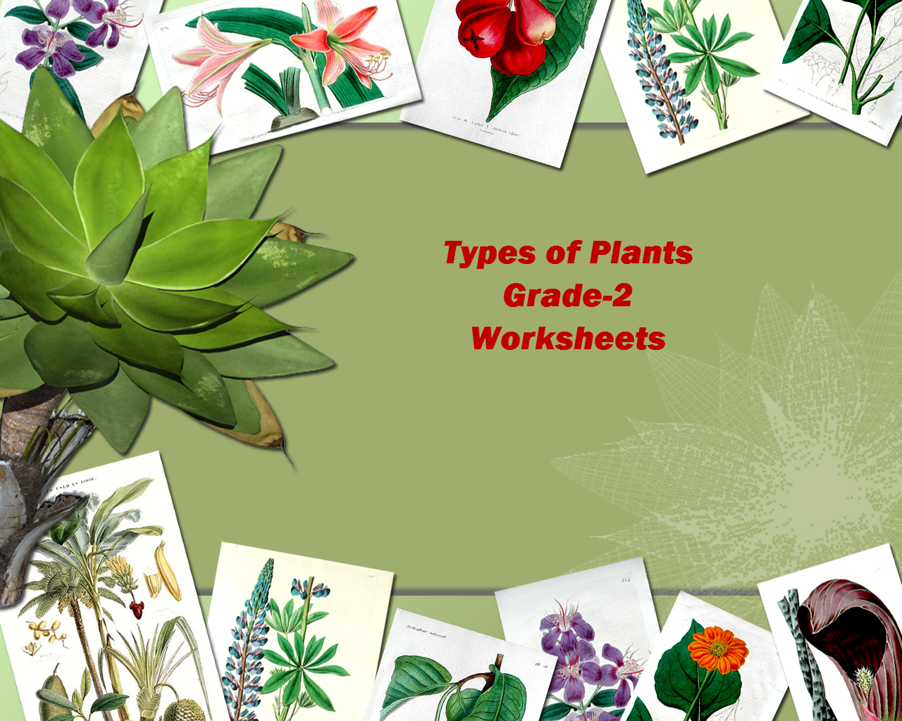 Grade 2 Evs Types Of Plants Worksheets Test Papers Practice Sheets