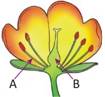 \\server\Quiz on Home\Mahesh B\simran\Grade-7-REPRODUCTION IN PLANTS\Final JPG\1.jpg