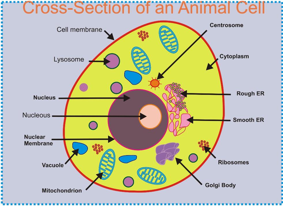 Cell structure and functions notes class 8 biology