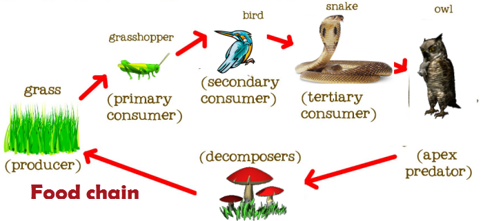 what is a food chain ?