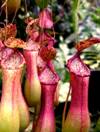 Z:\Rupal\GRADE-7---SCIENCE\NUTRITION IN PLANTS\NUTRITION IN PLANTS-IMAGES\REDRAWED\pitcher-plant--IMP1.jpg