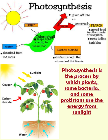 photosynthesis-worksheet
