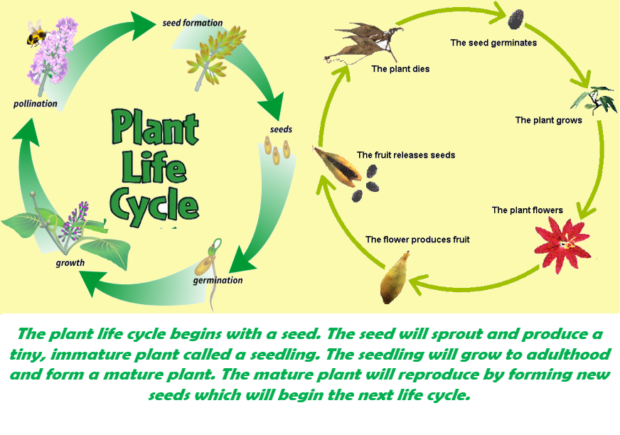 Plant life cycle- Science worksheets grade 4