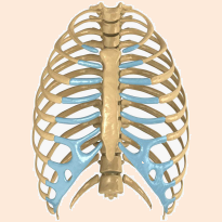 ribcage